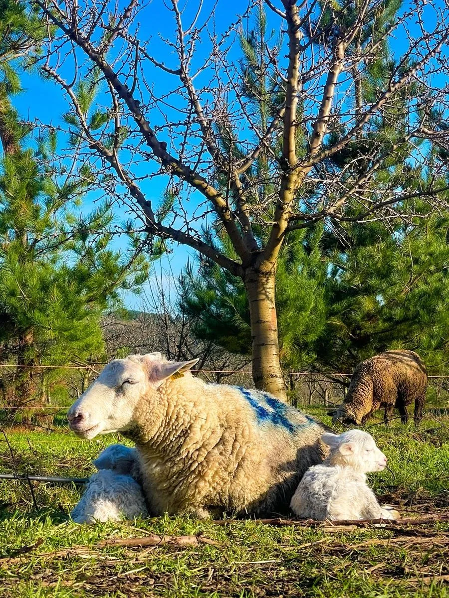 A ewe resting with two lambs under an almond tree