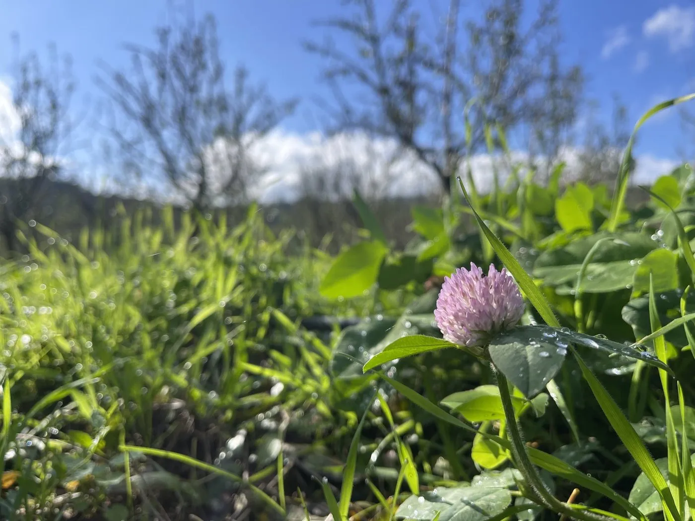 A clover flower in the cover crop, with almond trees behind