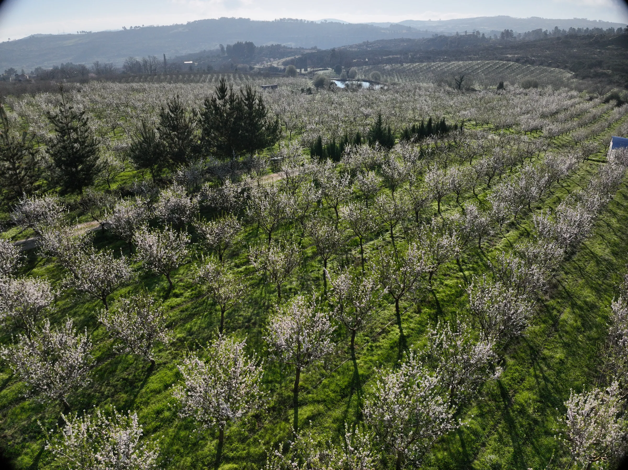 Vista de drone sobre um dos nossos amendoais em plena floração, em março de 2026, com colinas arborizadas ao fundo.
