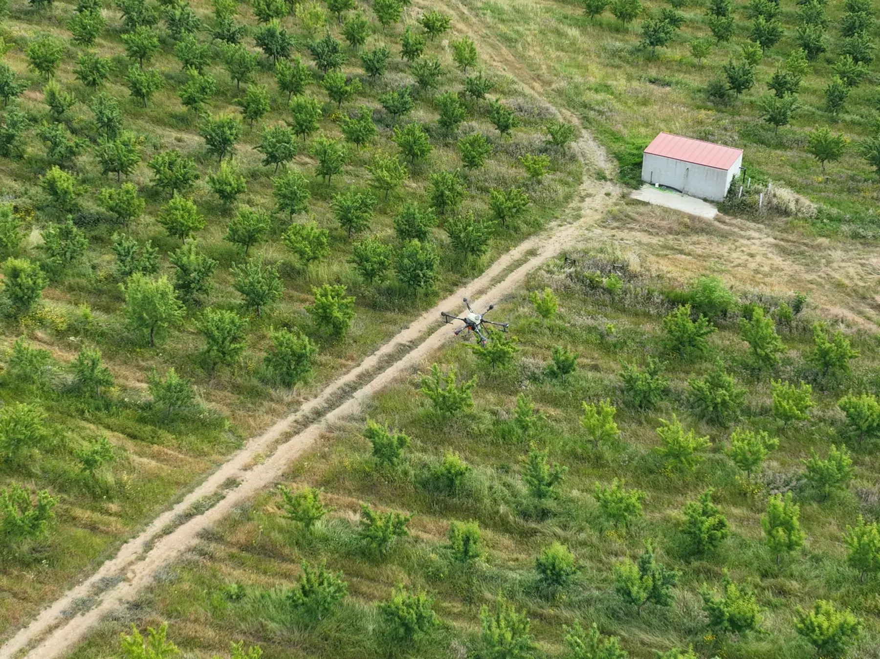 Vista aérea de linhas de amendoeiras jovens no planalto, divididas por um caminho agrícola.