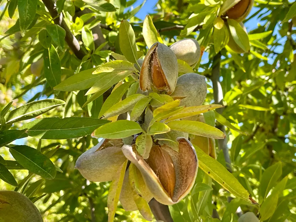 Amêndoas a amadurecer, com a casca aberta, entre folhas verdes.