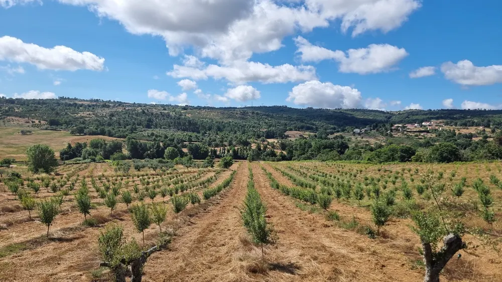 Amendoeiras jovens em linhas, a crescer em terra seca, com colinas arborizadas ao fundo.