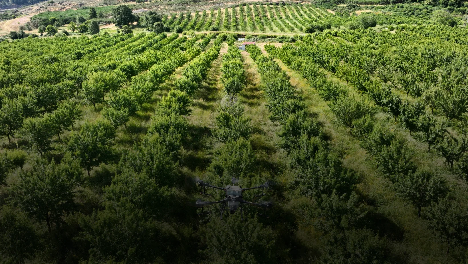 Vista aérea de linhas de um pomar adulto numa encosta suave, com um drone agrícola a voar baixo sobre as árvores.