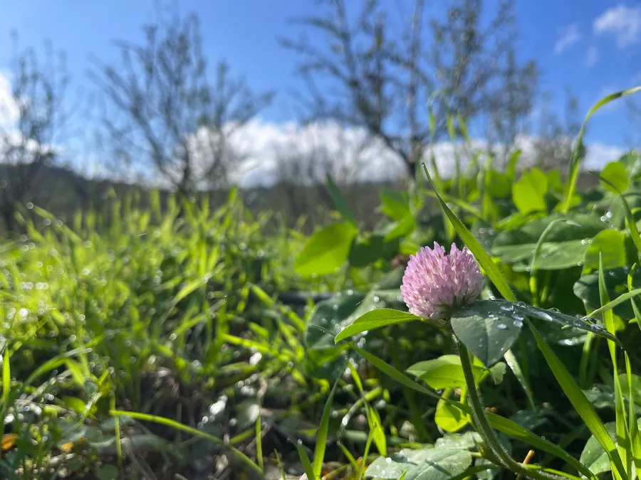Uma flor de trevo cor-de-rosa numa cultura de cobertura verde, com árvores do pomar ao fundo.