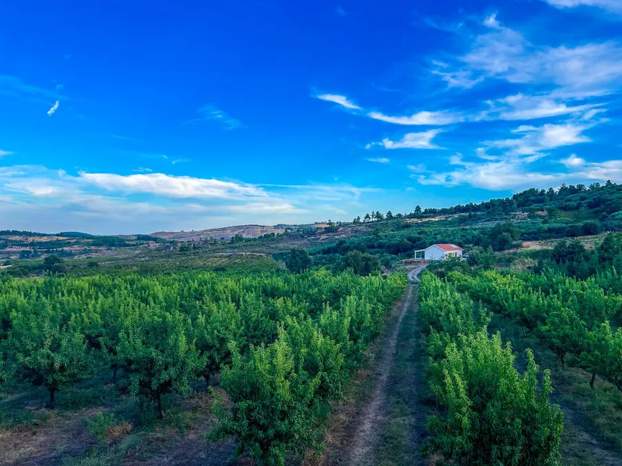 Linhas de pomar numa encosta de vale, com um caminho agrícola até um edifício branco.